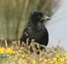 Carrion Crow