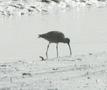 Eurasian Curlew