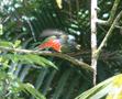 Collared Trogon