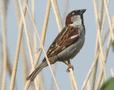 House Sparrow