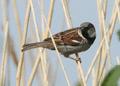 House Sparrow