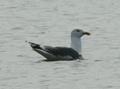 Lesser Black-backed Gull