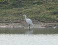 Little Egret