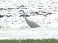 Little Egret