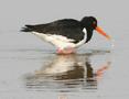 Eurasian Oystercatcher