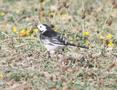 British Pied Wagtail