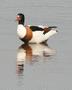 Shelduck