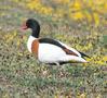 Shelduck