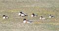 Shelduck