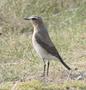 Northern Wheatear