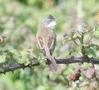 Whitethroat