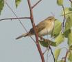 Willow Warbler