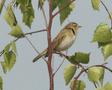 Willow Warbler