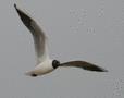 Black-headed Gull