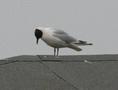 Black-headed Gull