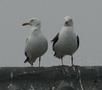 Lesser Black-backed Gull