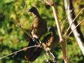 Rufous-vented Chachalaca