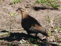 Ruddy Ground Dove