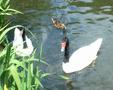 Black-necked Swan