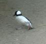 Bufflehead