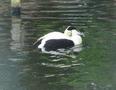 Common Eider