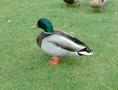 Mallard