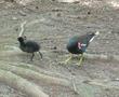 Common Moorhen