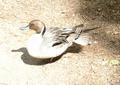 Northern Pintail