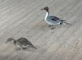 Northern Pintail