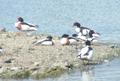 Shelduck