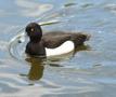 Tufted Duck