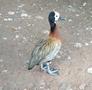 White-faced Whistling Duck