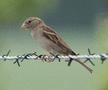 House Sparrow