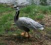 Bar-headed Goose