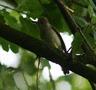 Blackcap