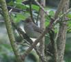 Blackcap