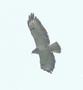 Common Buzzard