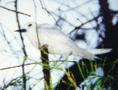 Fairy Tern