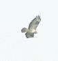 Common Buzzard