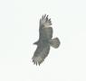 Common Buzzard