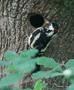 Great Spotted Woodpecker