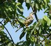 Song Thrush