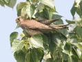 Common Kestrel