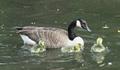 Canada Goose