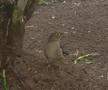 Bare-eyed Thrush