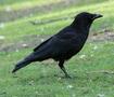 Carrion Crow