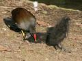 Common Moorhen