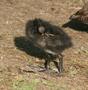 Common Moorhen