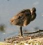 Common Moorhen