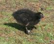 Common Moorhen